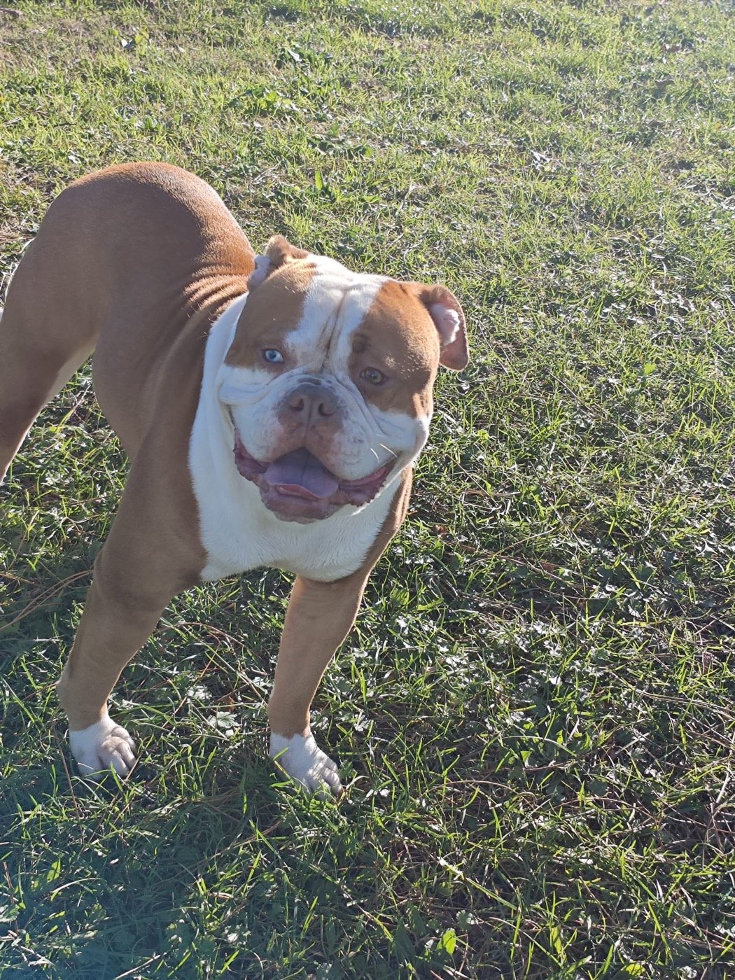 Bulldog trabajado por José en una sesión de adiestramiento a domicilio en Vizcaya