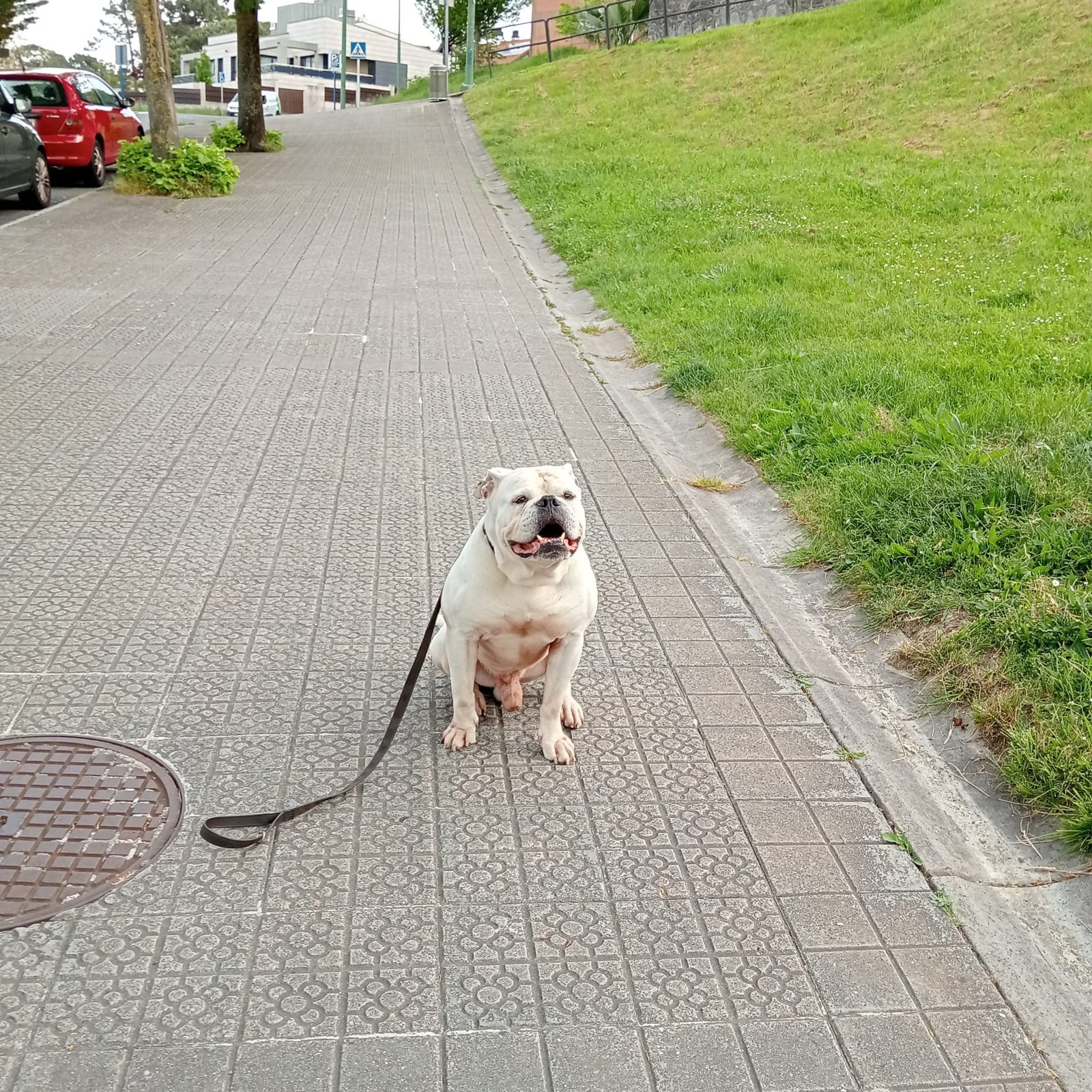 Perro adiestrado por Dog Ray en Bilbao